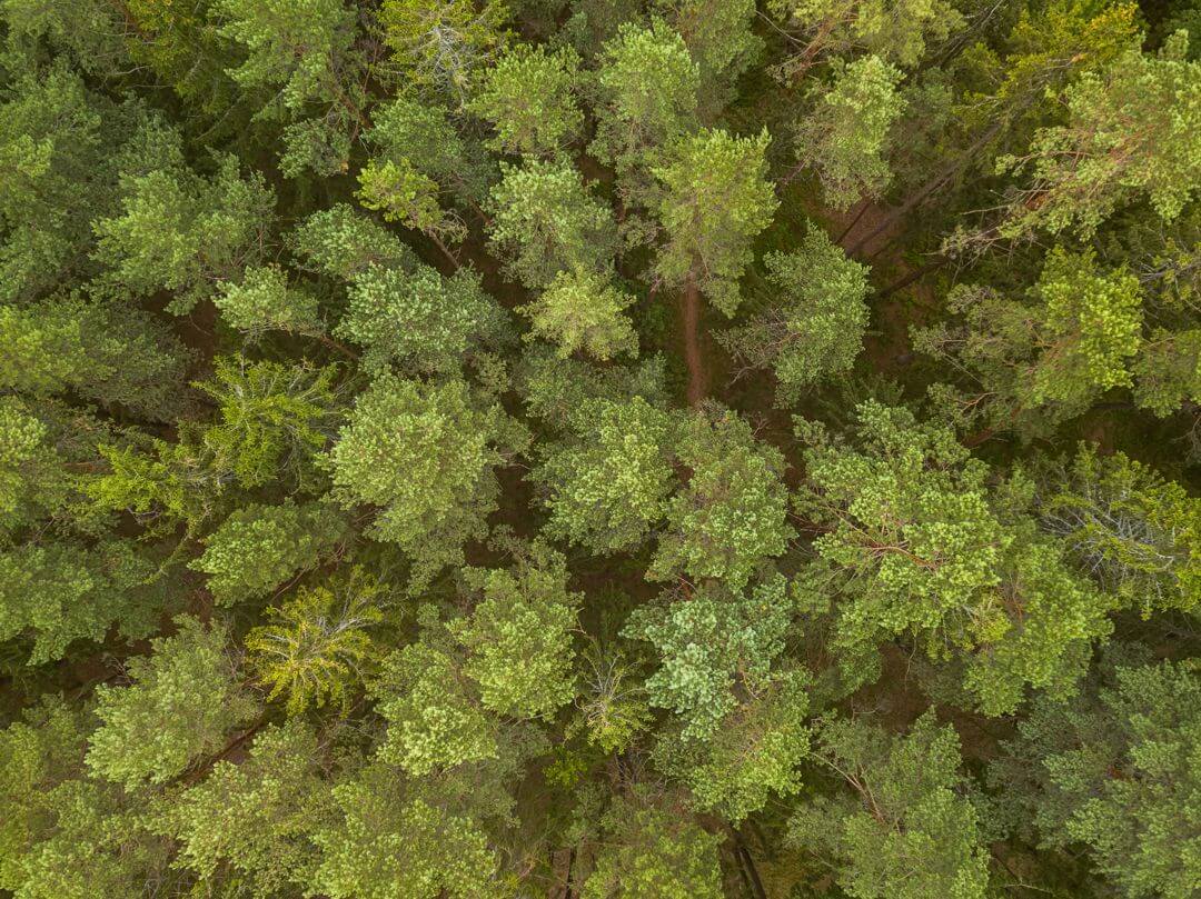 Síla finské lesní magie – havupuu (pine bark)