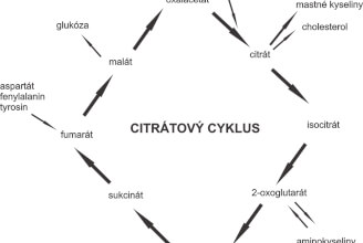 Citrátový cyklus – jak naše buňky získávají energii a k čemu všemu ji využívají – část II.