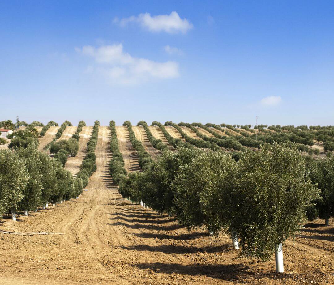 Extrakt z olivovníkového listu jako pomoc pro srdce a cévy