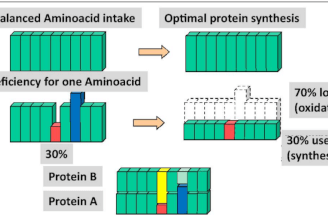 Jak posílit anabolické účinky rostlinných proteinů?