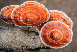 Adaptogenní houby - originální produkty z těla houby pěstovaného na dřevě (MOG free) vs. produkty z mycélia pěstovaného na obilninách (MOG)