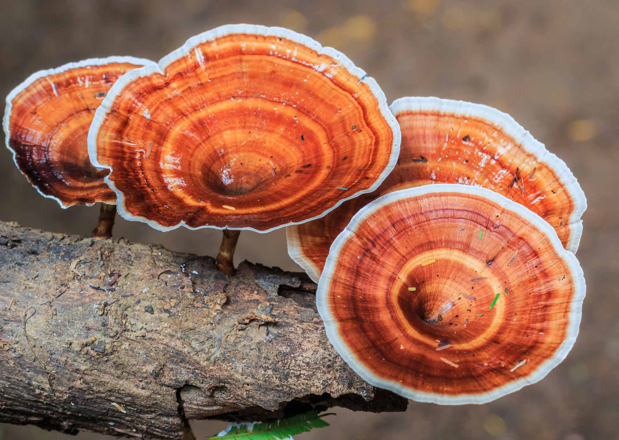 Adaptogenní houby - originální produkty z těla houby pěstovaného na dřevě (MOG free) vs. produkty z mycélia pěstovaného na obilninách (MOG)