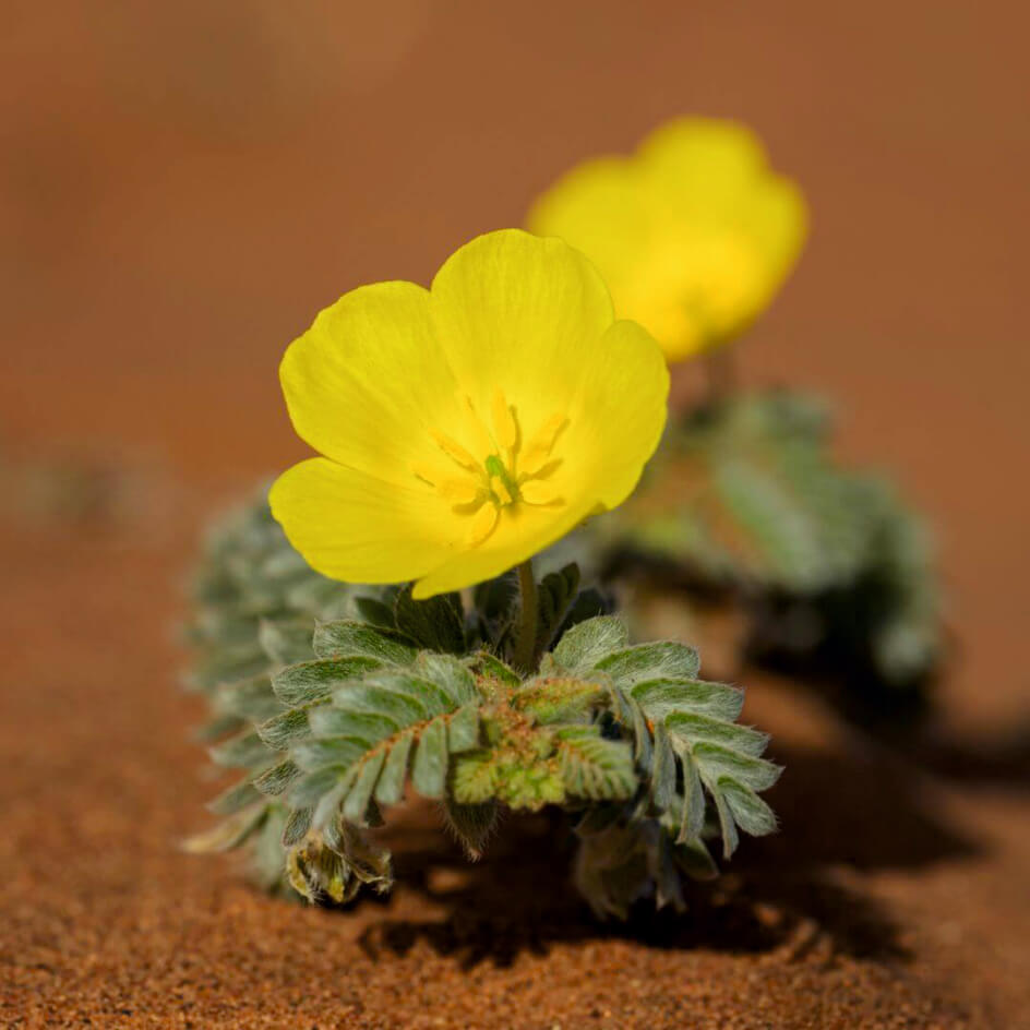Adaptogenní houby a rostliny – neobjevená síla přírody, díl. 12. – Tribulus terrestris