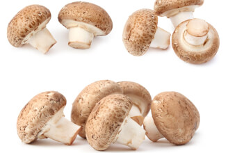 Žampion mandlový – adaptogenní houba s nejvyšším obsahem polysacharidů a zinku