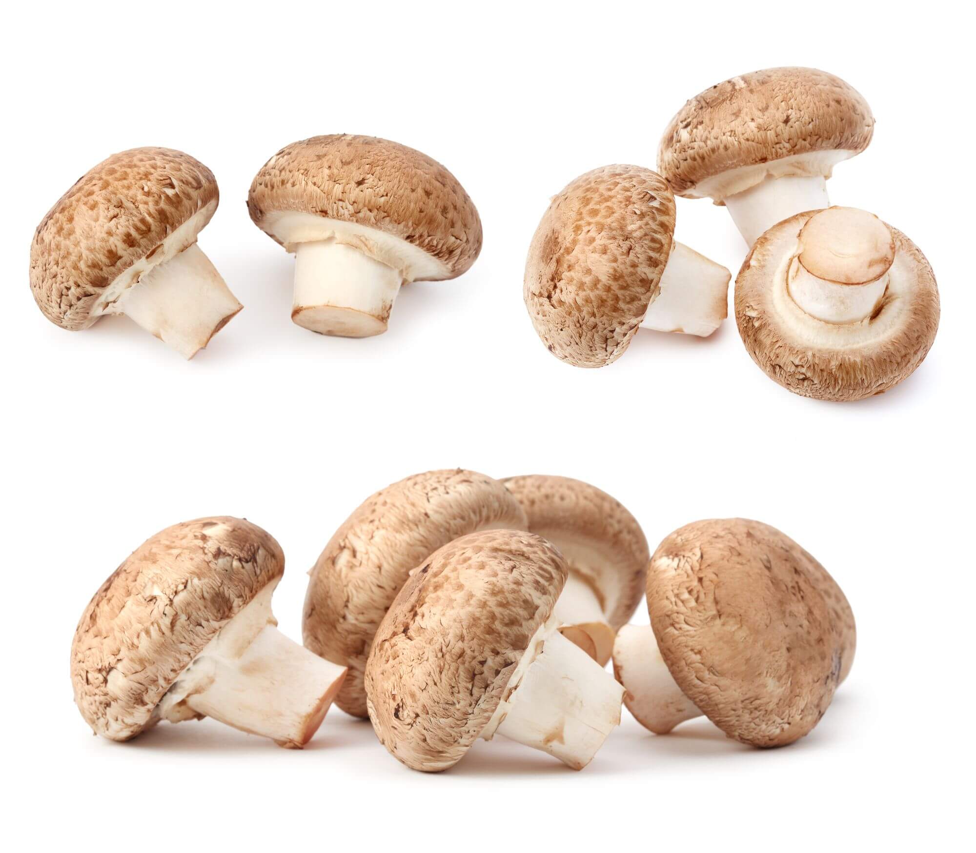Žampion mandlový – adaptogenní houba s nejvyšším obsahem polysacharidů a zinku