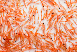 Olej z mořského krillu může být ještě prospěšnější než olej rybí